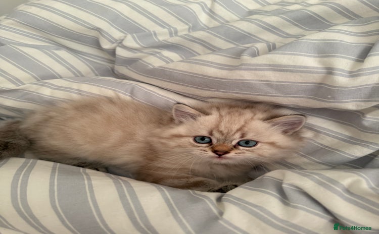 British Shorthair cats - Advert 6