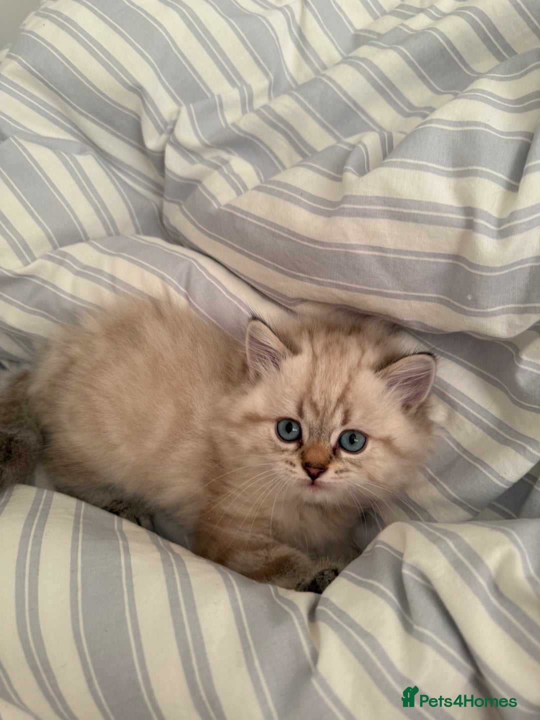 British Shorthair cats for sale: British short hair and Scottish fold  - Image 1