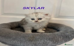 Persian cats for sale: **LAST ONE** Stunning pure Persian Kittens PKD Neg - Image 7