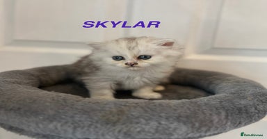 Persian cats - Advert 6