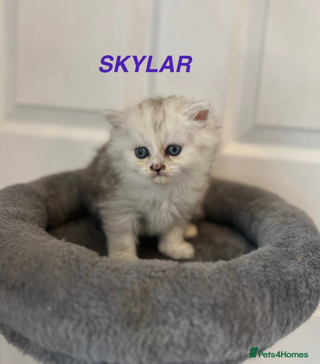 Persian cats for sale: **LAST ONE** Stunning pure Persian Kittens PKD Neg - Image 7
