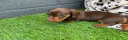 Miniature Dachshund dogs for sale: Miniature dachshund  - Advert 5