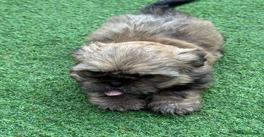 Shih Tzu dogs - Advert 15