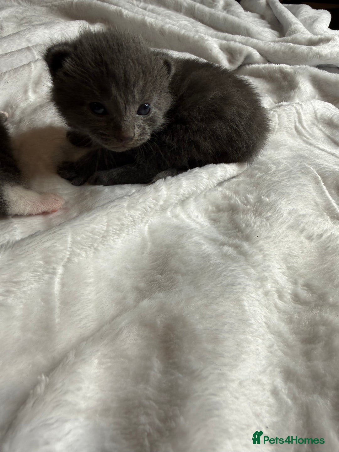 British Shorthair cats for sale: The cutest British Shorthair Grey Kittens  - Advert 16