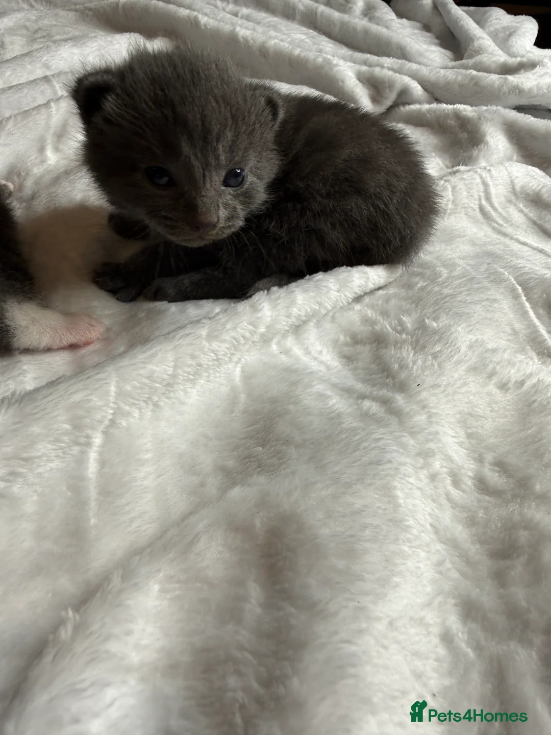 British Shorthair cats for sale: Our British Shorthair Grey Kittens  - Advert 16