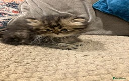 Exotic cats for sale: Pure bred exotic kittens for sale - Image 5