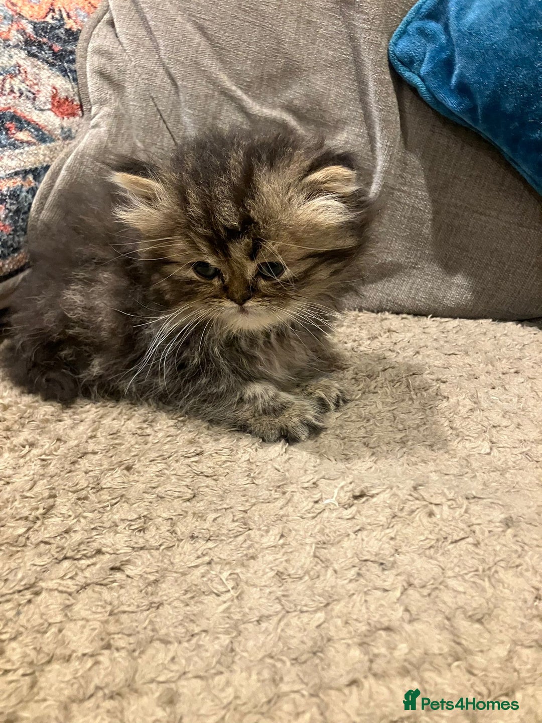 Exotic cats for sale: Pure bred exotic kittens for sale - Image 5