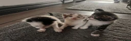 Mixed Breed cats for sale: Beautiful kittens ready to leave soon  - Advert 16