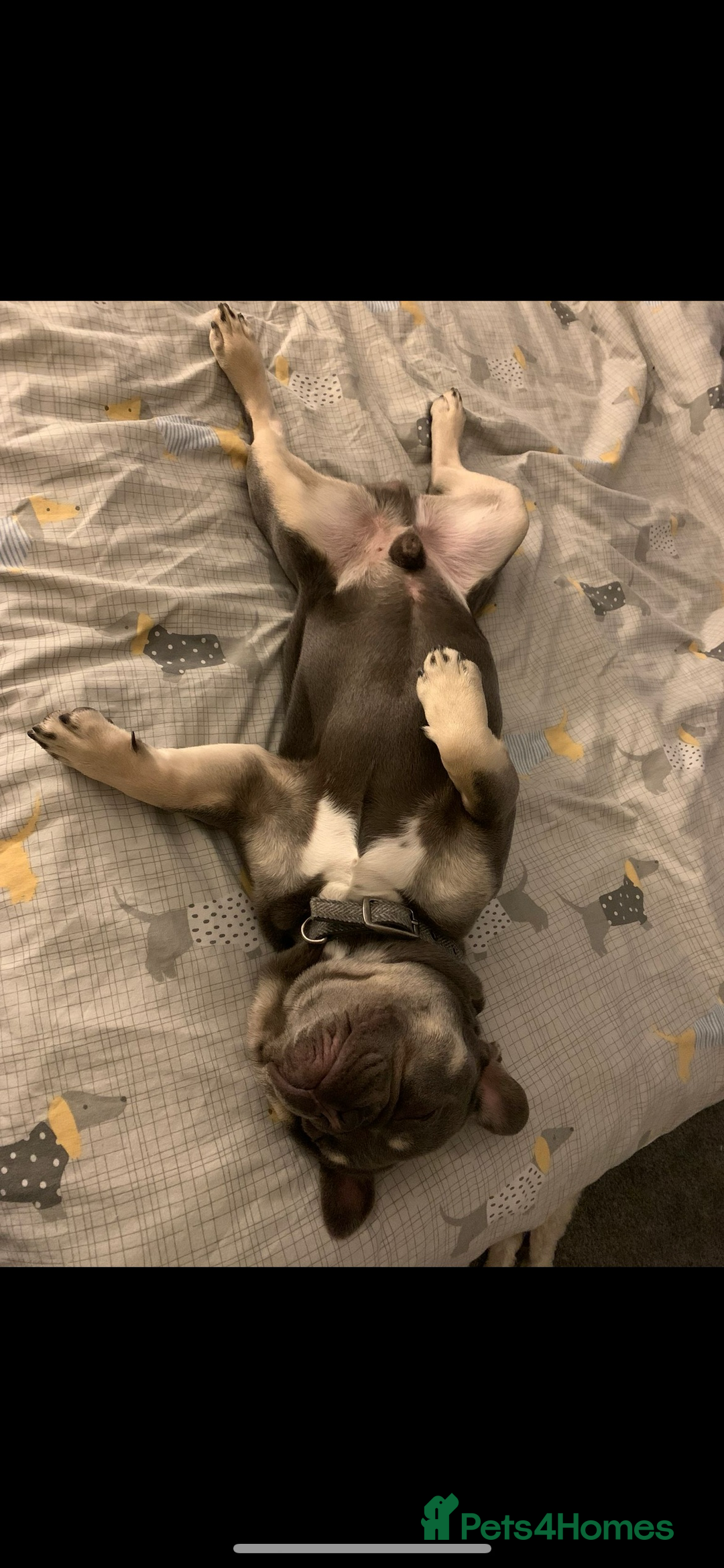 French Bulldog dogs for sale: French Bulldog Male 24 months old  - Image 5