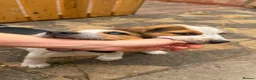 Beagle dogs for sale: 🐶Beagle Puppies 2 Girls for Sale🐶 - Advert 7