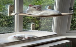 British Shorthair cats for sale: Beautiful rare colour BSH kittens  - Image 3