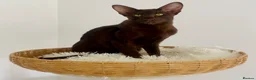 Oriental cats for sale: Exceptional show quality Orientals and Siamese  - Advert 14