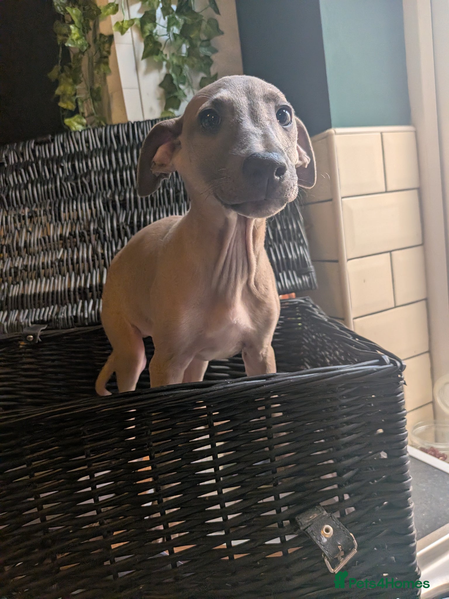 Italian Greyhound dogs **READY TO LEAVE NOW** BEAUTIFUL FAWN BOY - Advert 5