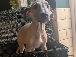 Italian Greyhound dogs **READY TO LEAVE NOW** BEAUTIFUL FAWN BOY - Advert 5