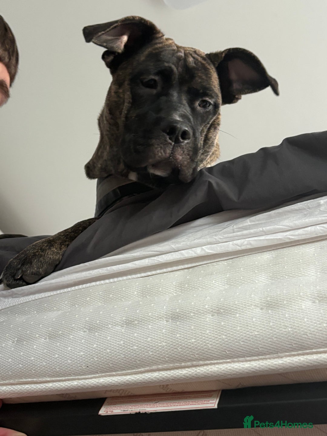 Mixed Breed dogs for sale: This is nova - Advert 12