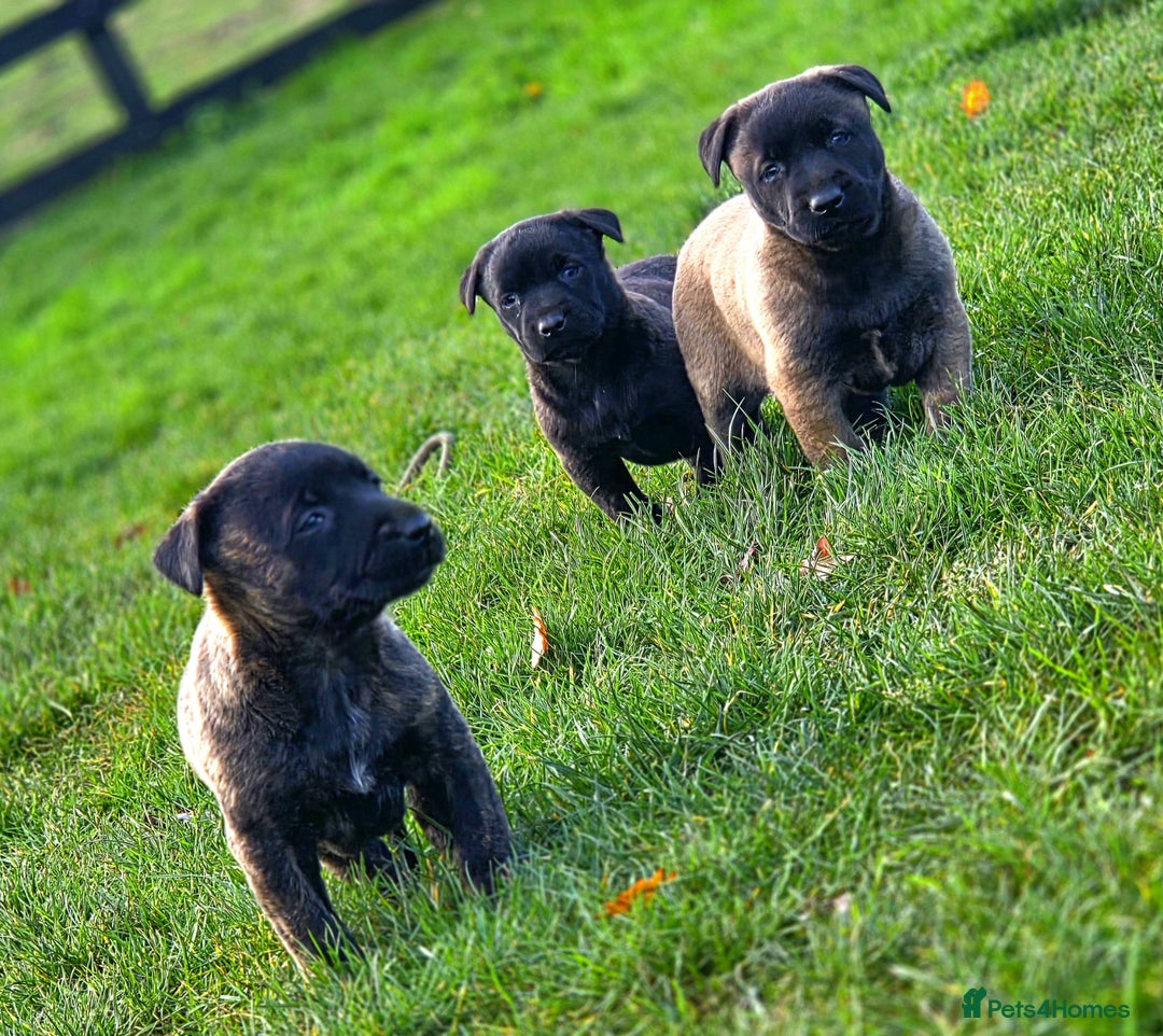 Belgian Shepherd Dog dogs for sale: Dutch Herder x Mali Pups 🔥 - Advert 11
