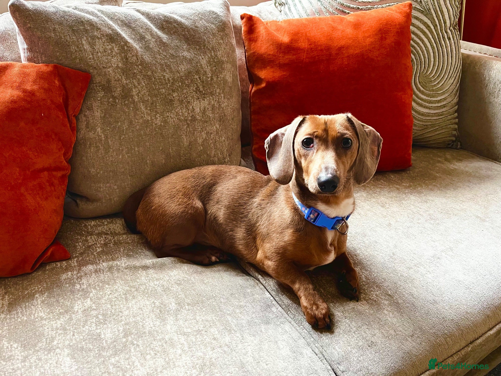 Dachshund dogs Darla the Dachshund  - Advert 2