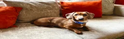 Dachshund dogs for sale: Darla the Dachshund  - Advert 1