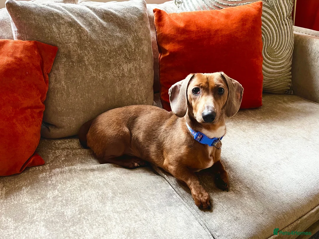 Dachshund dogs for sale: Darla the Dachshund  - Advert 1