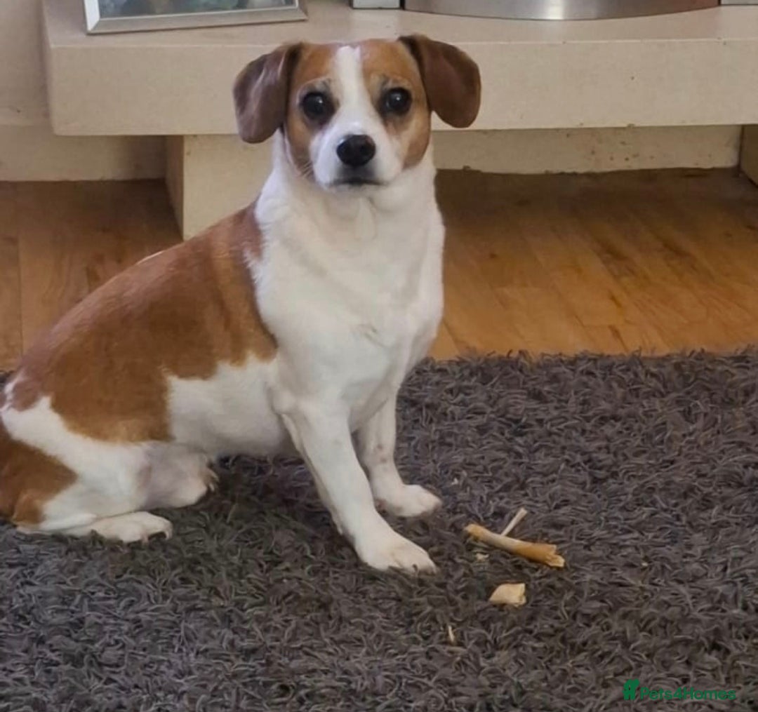 Mixed Breed dogs Free to a good home - Advert 2