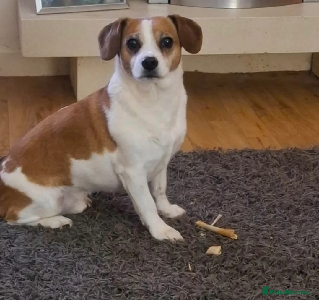 Mixed Breed dogs for sale: Free to a good home - Advert 1