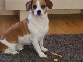 Mixed Breed dogs Free to a good home - Advert 2