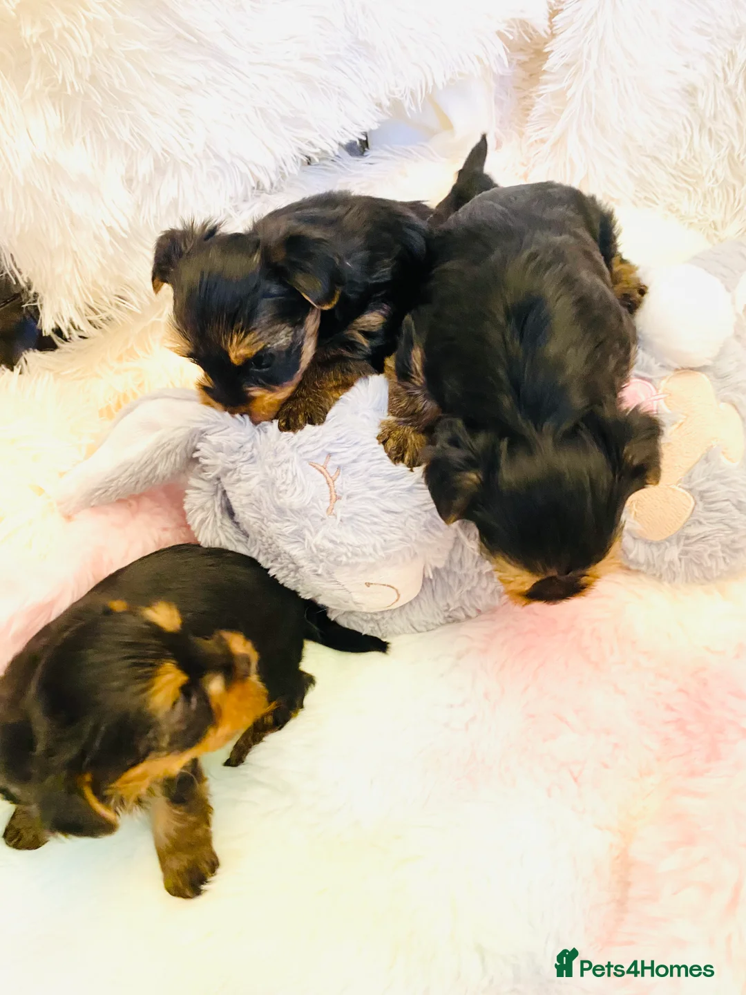 Yorkshire Terrier dogs for sale: KC Registered Yorkshire terrier puppy’s  - Advert 8
