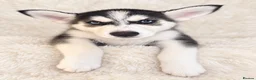 Siberian Husky dogs for sale: Stunning puppies ready to leave  - Advert 7