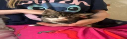 Mixed Breed cats for sale: 8 week kittens  in Maidenhead - Advert 2