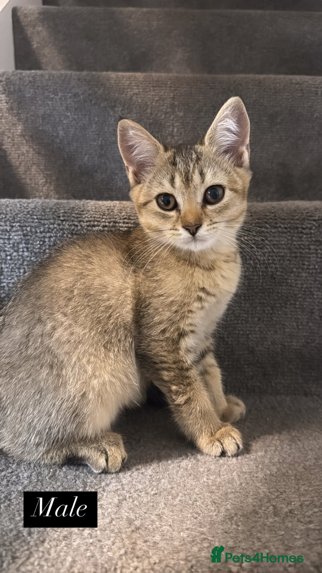 Scottish Fold cats for sale: Scottish fold X Bengal - Image 6