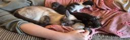 Mixed Breed cats for sale: Rare opportunity to have loving bottle fed Kittens in Melton Constable - Advert 18