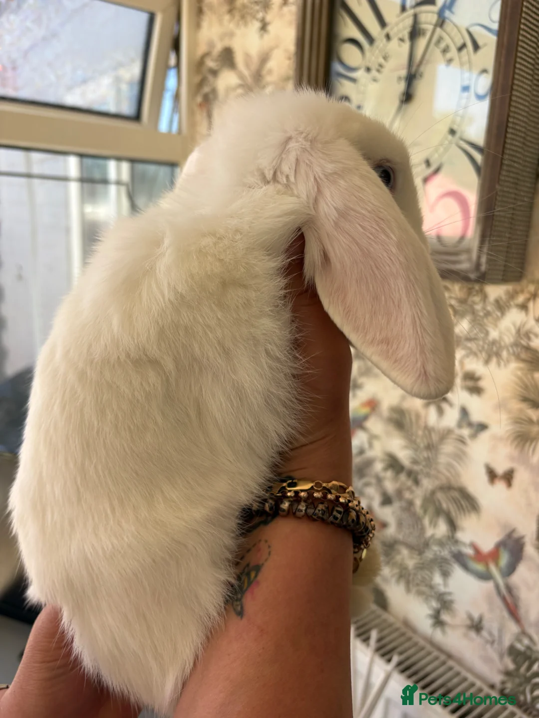 Mini Lop rabbits for sale: 6 month old female Mini Lop  - Advert 2