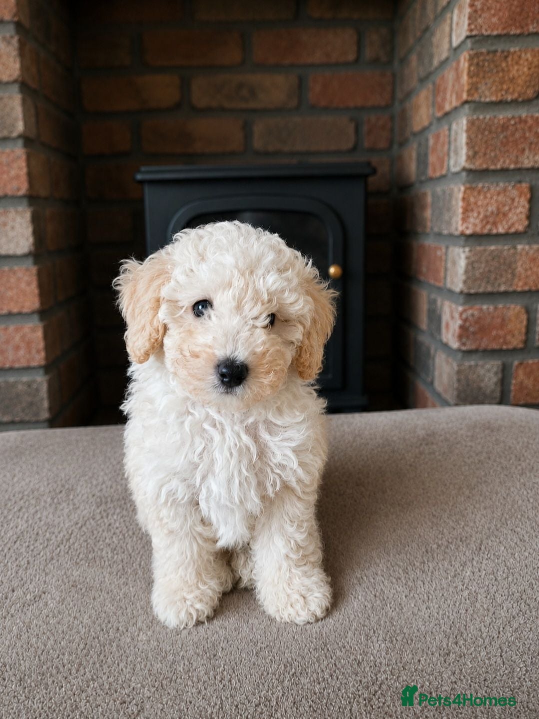 Toy Poodle dogs Last 1 💙Buddy- Toy poodle Pup🐕 - Advert 17