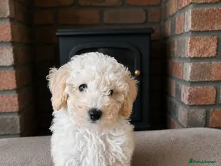 Toy Poodle dogs Last 1 💙Buddy- Toy poodle Pup🐕 - Advert 17