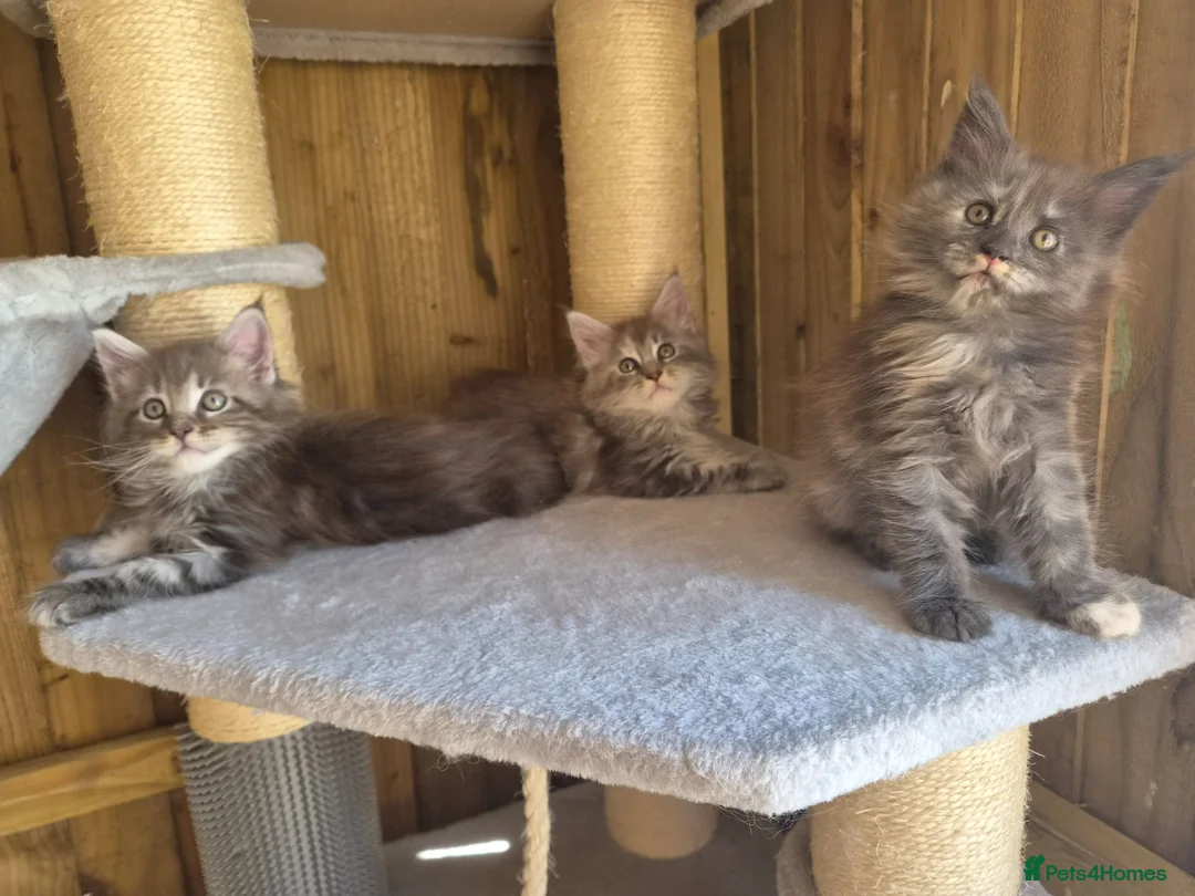 Maine Coon cats for sale: Beautiful Maine Coon Kittens - Advert 2