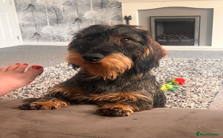 Dachshund dogs - Advert 11