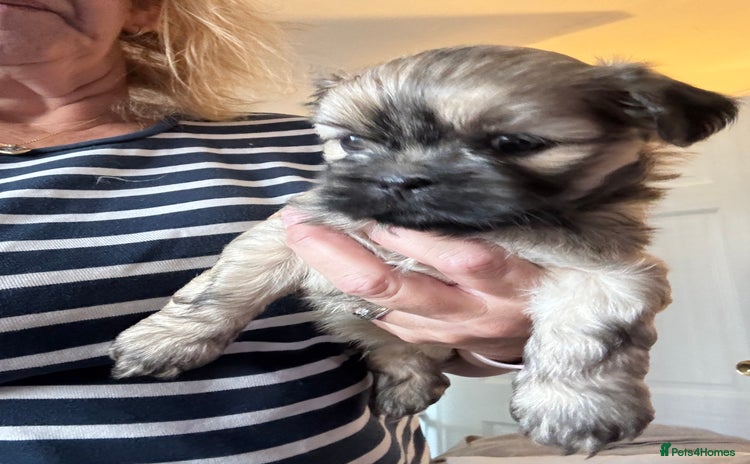 Lhasa Apso dogs - Advert 1