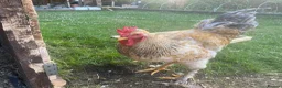 Mixed Breed livestock for sale: Half Brahma Cockeral for sale  in South Croydon - Advert 5