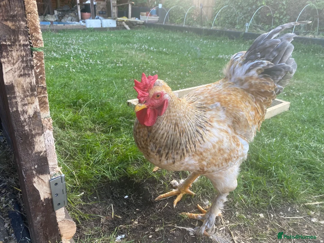 Mixed Breed livestock for sale: Half Brahma Cockeral for sale  in South Croydon - Advert 5