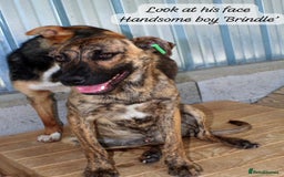 Mixed Breed dogs for adoption: Brindle, approx 7 months. Available for adoption. - Image 16