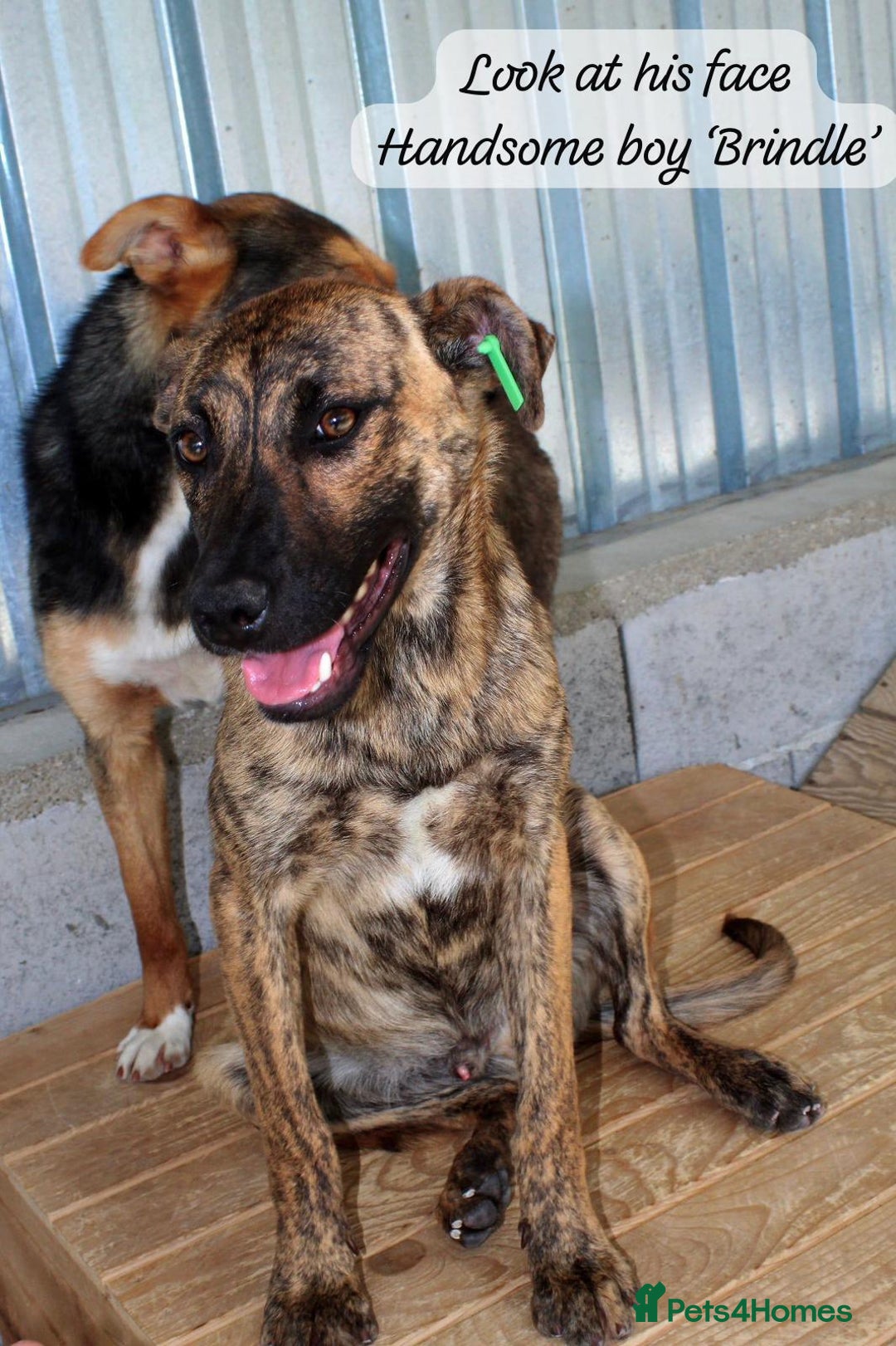 Mixed Breed dogs for adoption: Brindle, approx 7 months. Available for adoption. - Image 16