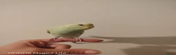 Budgerigars birds for sale: Baby budgies for sale  - Advert 7