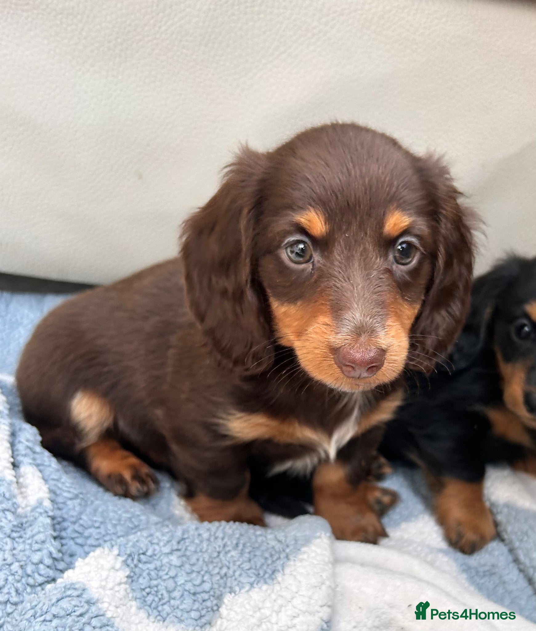 Dachshund dogs Mini Long hair Dachshund - Advert 1