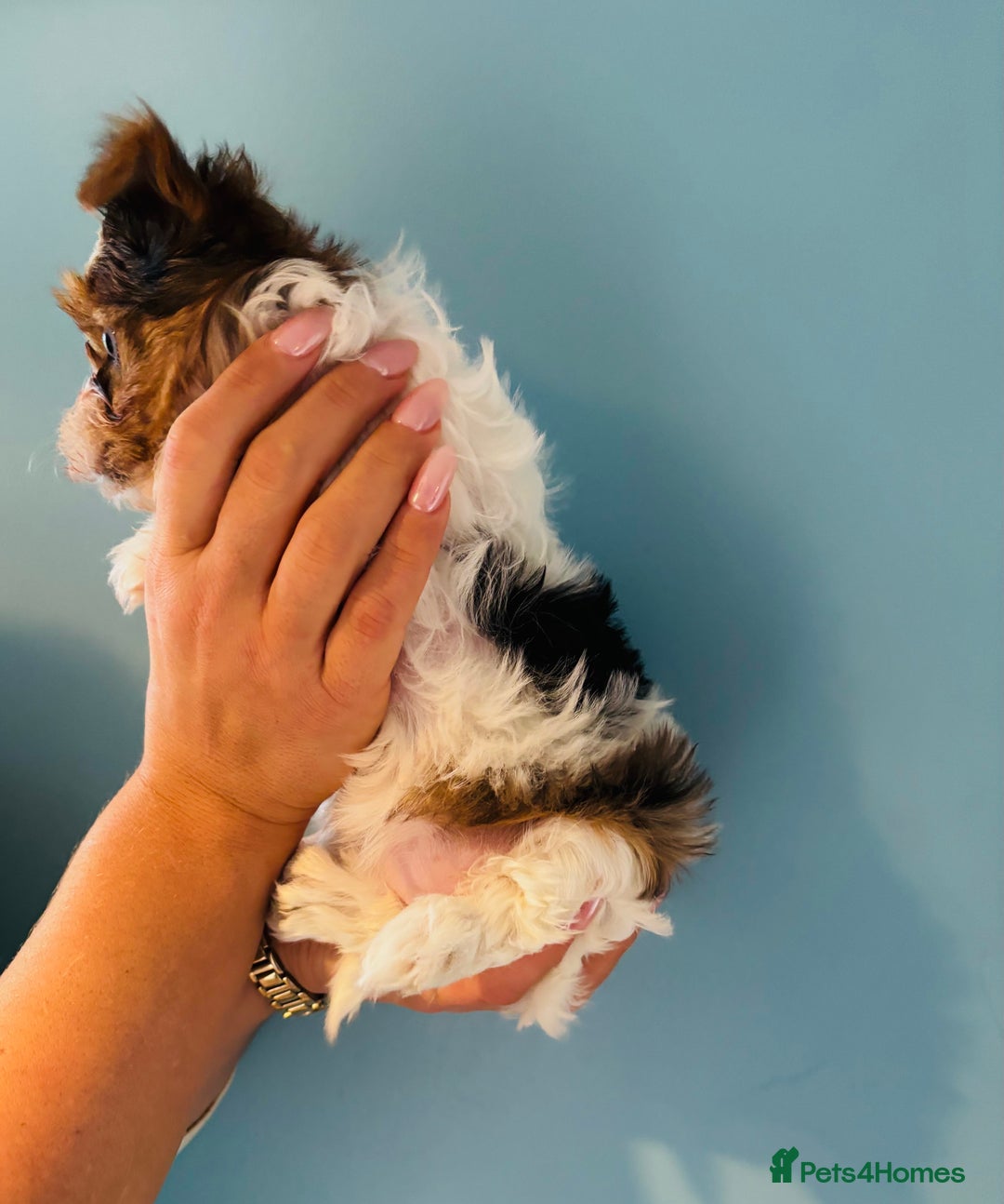 Yorkshire Terrier dogs for sale: ❤️Beautiful blue eyed Yorkshire terrier puppies❤️ - Advert 16