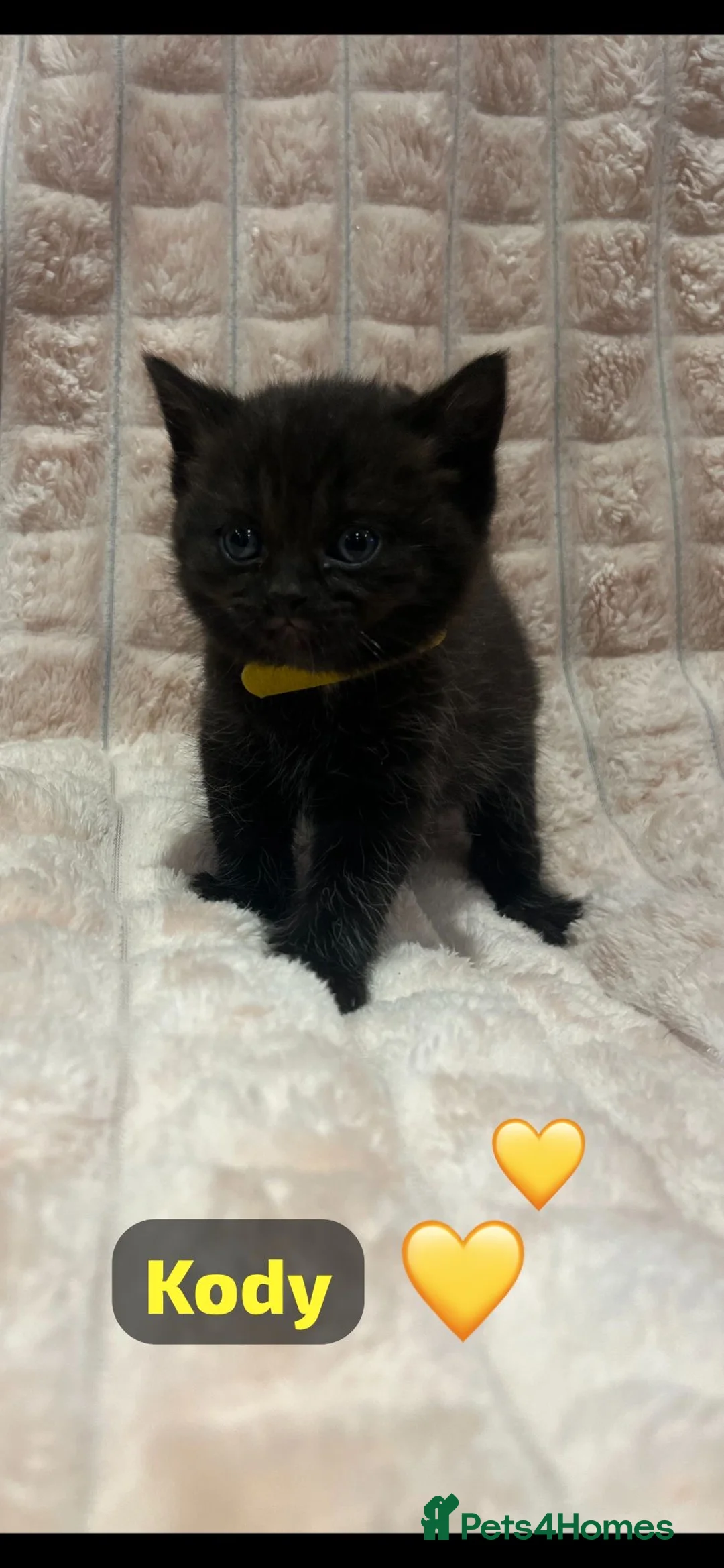 British Shorthair cats for sale: Beautiful British shorthair cross kittens🩵🩷 - Advert 14