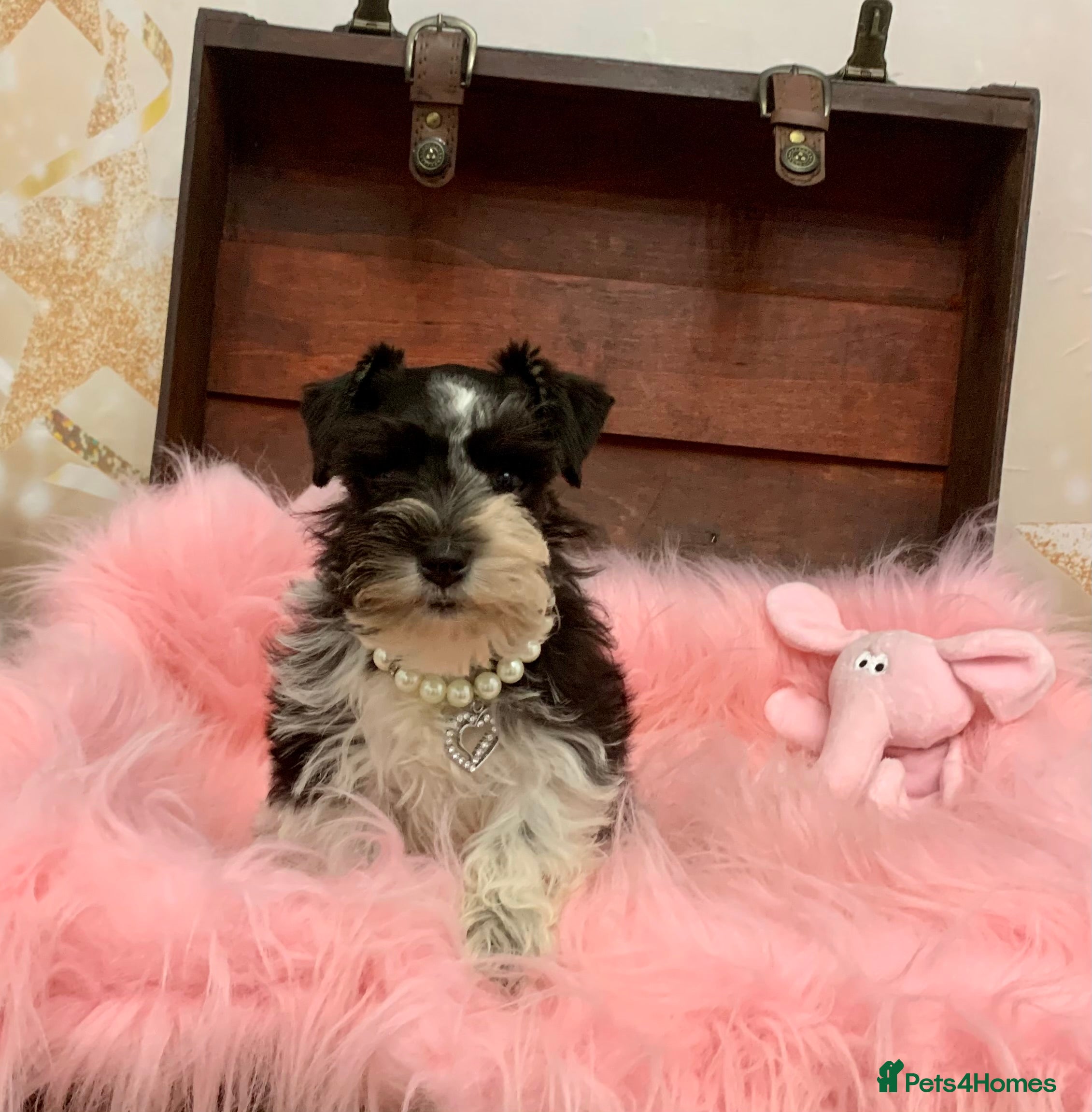 Miniature Schnauzer dogs 5* LICENSED - KC MINI (TOY) SCHNAUZER CHOCOLATE  - Advert 5