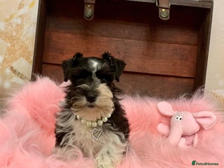 Miniature Schnauzer dogs 5* LICENSED - KC MINI (TOY) SCHNAUZER CHOCOLATE - Advert 5