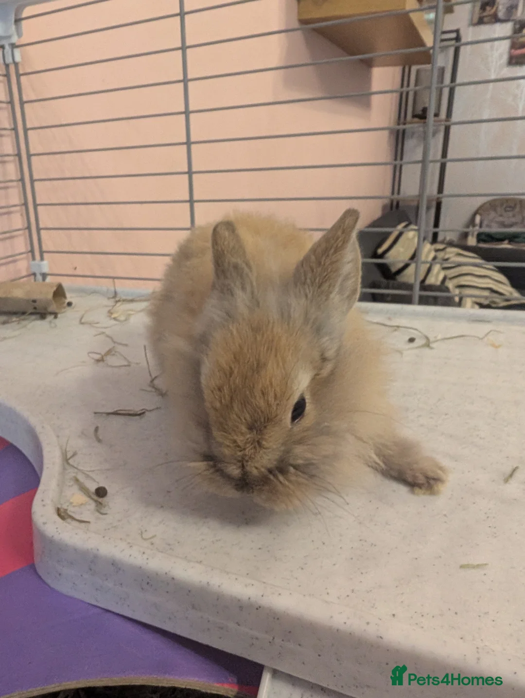 Mini Lion Lop rabbits for sale: Mini lionlops - Advert 1