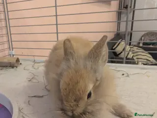 Mini Lion Lop rabbits Mini lionlops - Advert 4