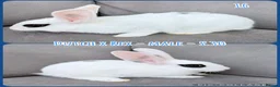 Mixed Breed rabbits for sale: Dutch x Rex Baby Rabbits - Advert 18